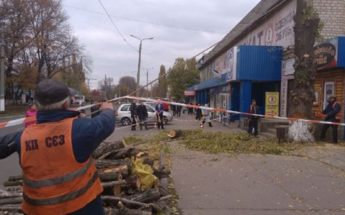Коммунальщики спилили дерево в центре Авдеевки:  многие горожане недовольны (ФОТО)