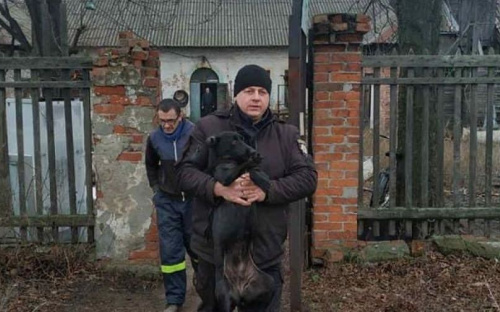 В Авдіївці продовжується робота по відлову, стерилізації та чіпізації бродячих собак