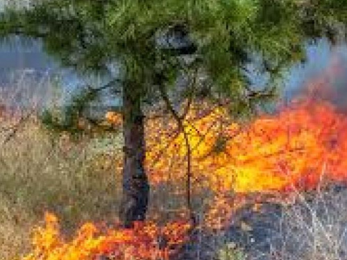 Теплая и сухая осень: в Донецкой области за сутки вспыхнуло более десятка пожаров