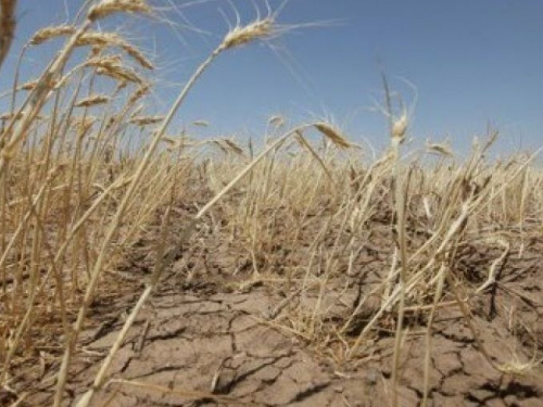Засуха терзает Донбасс, ситуация – критическая