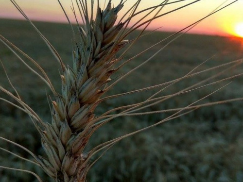 Аграрии Донецкой области собрали первый миллион тонн зерновых