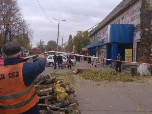 Коммунальщики спилили дерево в центре Авдеевки:  многие горожане недовольны (ФОТО)