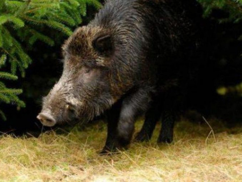В прифронтовой зоне на Донетчине выявлен очаг африканской чумы свиней (ФОТО)