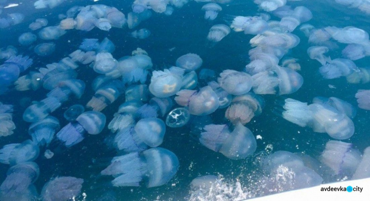Ждать ли нашествия медуз на побережье Азовского моря летом