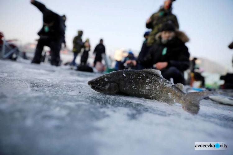 Авдіївців запрошують на перший обласний фестиваль зимової риболовлі: призовий фонд складає 1000 доларів
