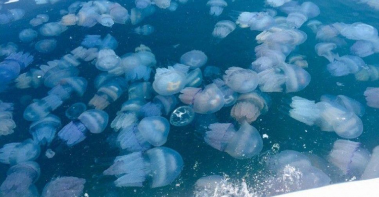 Ждать ли нашествия медуз на побережье Азовского моря летом