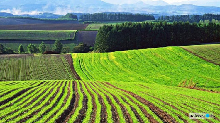 Земельна реформа в дії: найважливіші питання про зміни у сфері землеустрою