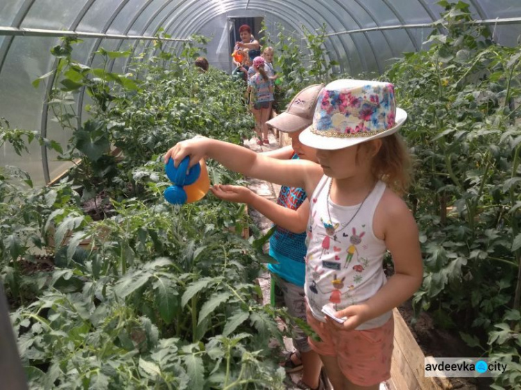 В авдеевском садике "Малыш" детвора выращивает тепличные овощи (ФОТО)