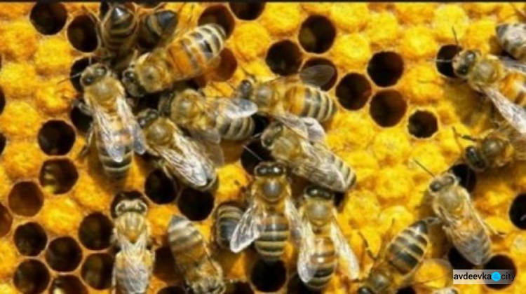 В Украине массово гибнут пчёлы