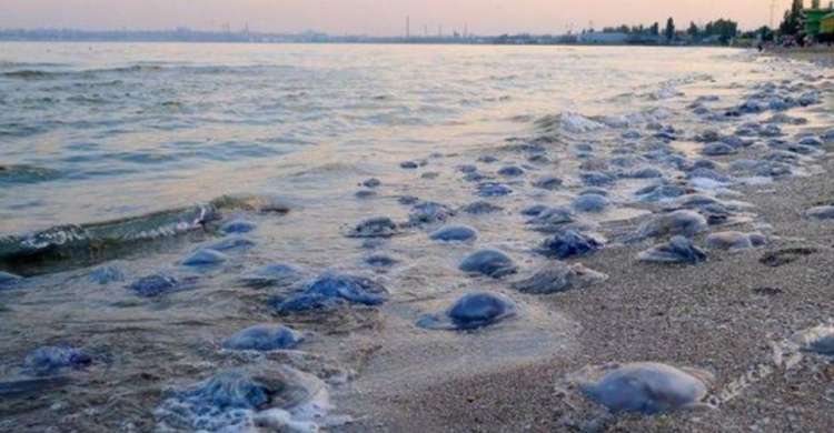 Ученые рассказали, почему в Азовском море стало много медуз