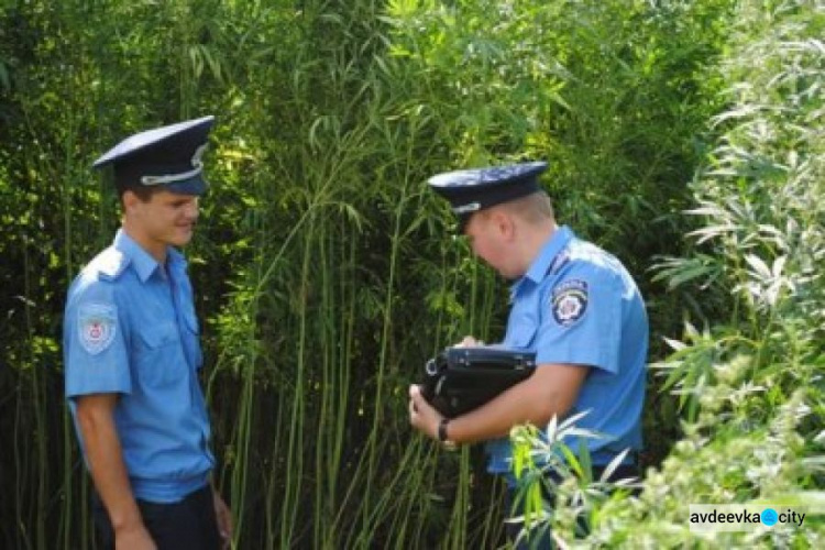 Спецоперация «Мак»: полицейские Донетчины борются с наркорастениями