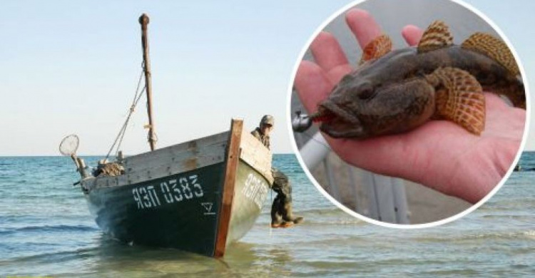 В Азовском море вымирает рыба: названы причины