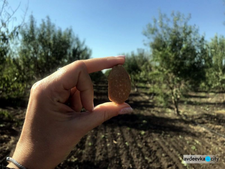 В Донецкой области с миндальной плантации собрали первый урожай орехов