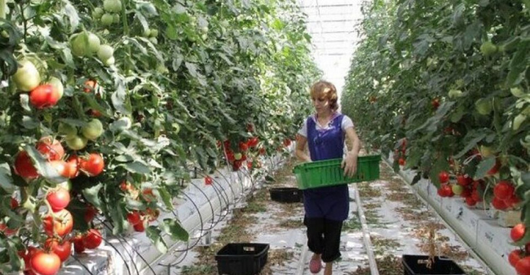 Украину ждет кризис парниковых овощей: тепличные хозяйства останавливают работу из-за стоимости энергоносителей