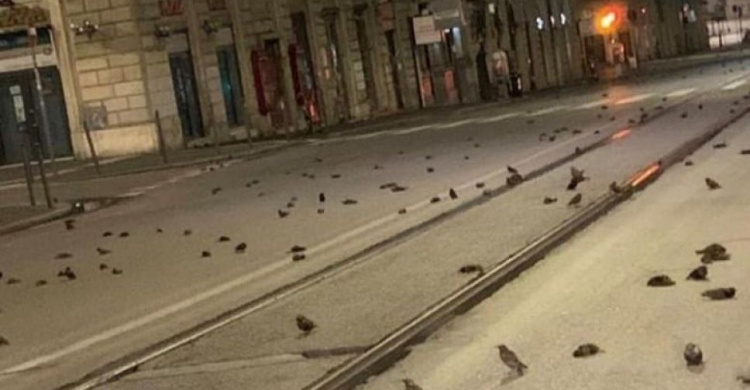 В Риме из-за салютов погибли сотни птиц