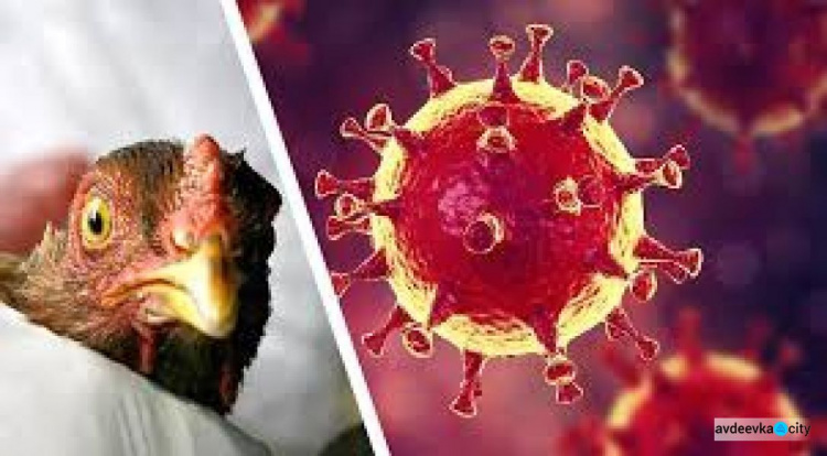 В одном из фермерских хозяйств Донецкой области выявили птичий грипп