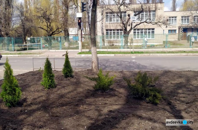 В Авдіївці комунальники озеленяють вулиці самшитом та ялівцем