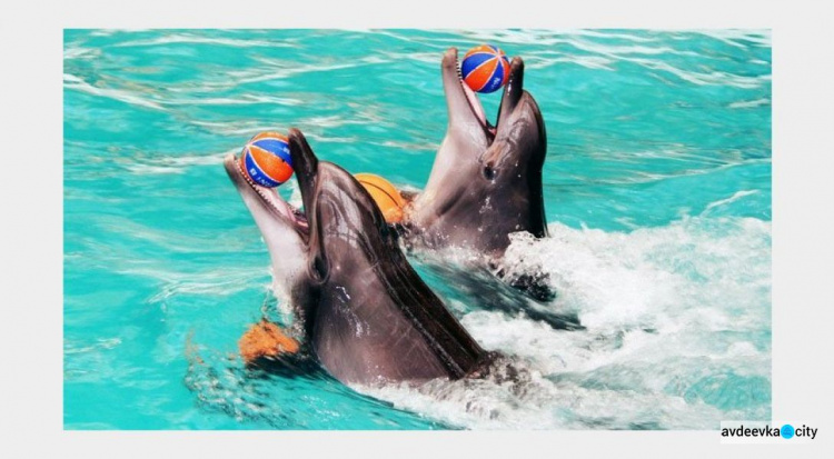 В Україні закликають заборонити дельфінарії