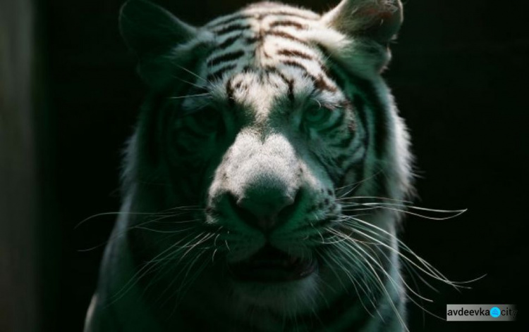 Черный Тигр подарит этим знакам Зодиака денежное везение в 2022-м: Глоба назвал избранных
