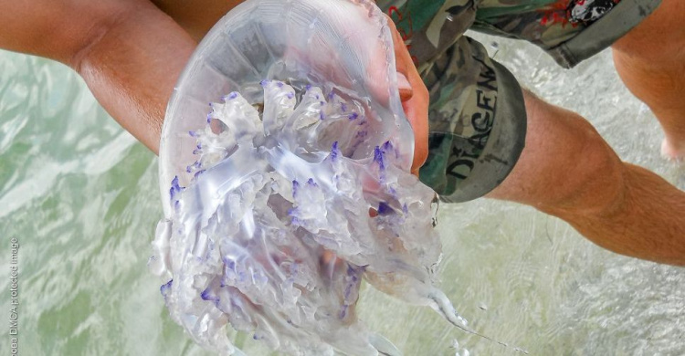Хрустальное мясо, нет мозгов, могут ужалить: 16 фактов о медузах для тех, кто собрался на Азовское море